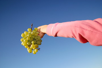 Image showing female hand holding grape cluster