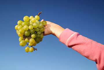 Image showing female hand holding grape cluster