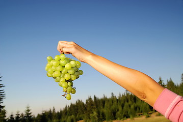 Image showing female hand holding grape cluster