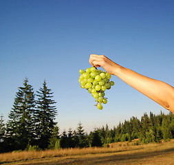Image showing female hand holding grape cluster