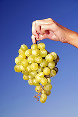 Image showing female hand holding grape cluster