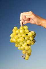 Image showing female hand holding grape cluster