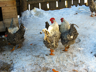 Image showing A pair of cocks in the yard