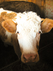 Image showing young cow living on a farm