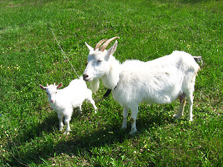 Image showing Goat and kid on a pasture