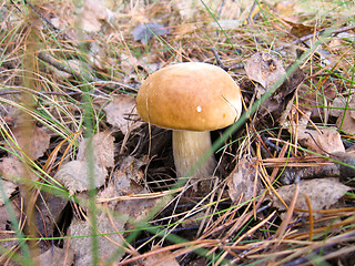 Image showing mushrooms in the moss