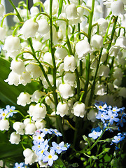 Image showing Bouquet of lilies of the valley and blue flowers