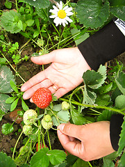 Image showing Palms with strawberry