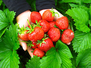 Image showing Palms full strawberries