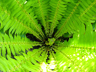 Image showing Fine pattern from leaves of fern