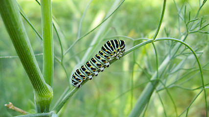 Image showing Caterpillar of the butterfly  machaon on the stone