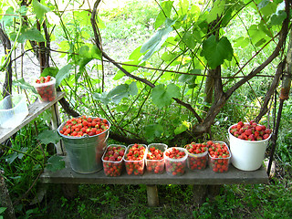 Image showing Good harvest of a strawberry