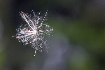 Image showing Pusteblume,Dandelion,