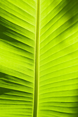 Image showing Banana Leaf