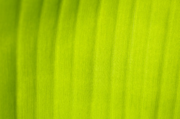 Image showing Banana Leaf