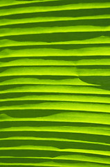 Image showing Banana Leaf