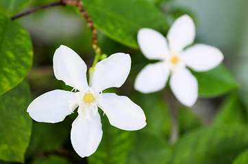 Image showing White Flowers