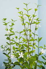 Image showing White Flowers