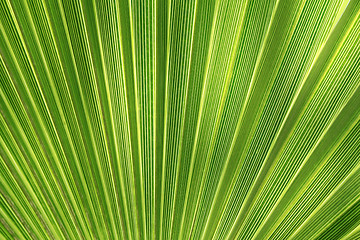 Image showing Tropical plant leaf texture