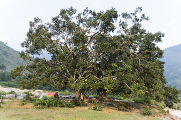 Image showing huge tree with small tent