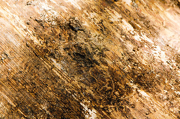 Image showing Background of log without bark closeup textures 