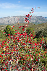 Image showing Mediterranean shrub