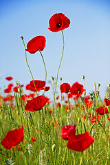 Image showing Poppies against the blue sky