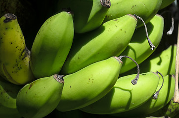 Image showing Bananas on Tree