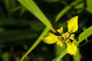 Image showing Yellow Flower