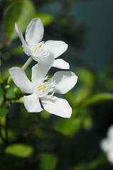 Image showing White Flowers