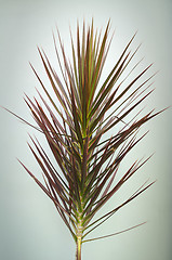 Image showing Decorative Plant