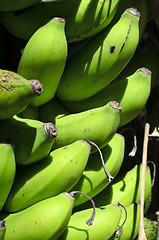 Image showing Bananas on Tree