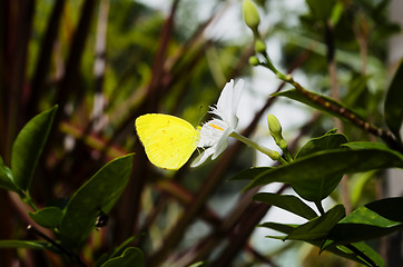 Image showing Butterfly