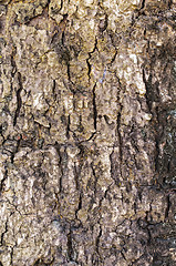 Image showing Tree Trunk Texture