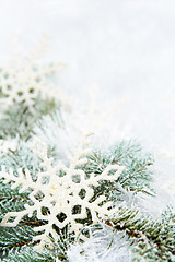 Image showing Snowy spruce branches