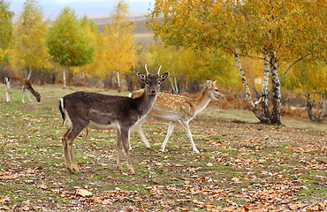 Image showing fallow deer young buck