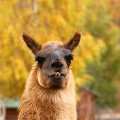 Image showing llama over autumn background