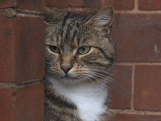 Image showing Cat