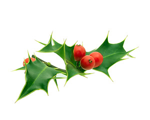 Image showing Holly