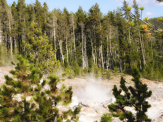 Image showing Yellowstone Geyser