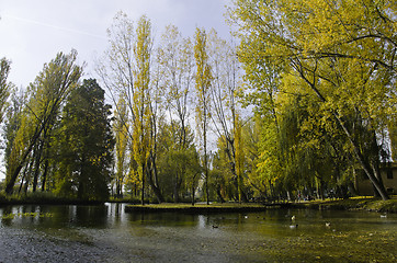 Image showing Vegetation of Fonti del Clitunno Park in Umbria