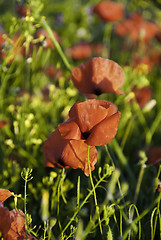 Image showing Poppies Meadow during Spring, Tuscany