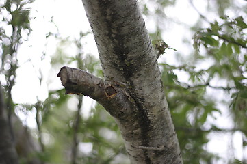 Image showing Tree 2