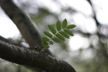 Image showing Leaf