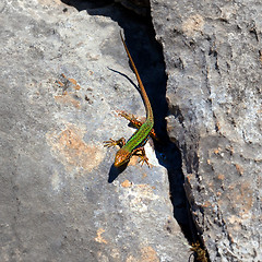Image showing Sand lizard bask on rock
