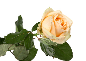 Image showing Rose with water drops