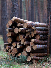 Image showing Stack of firewood in pine forest