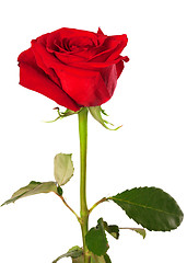 Image showing Red rose isolated on white background