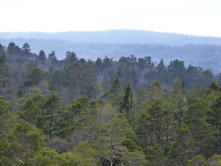 Image showing view over forest in norway