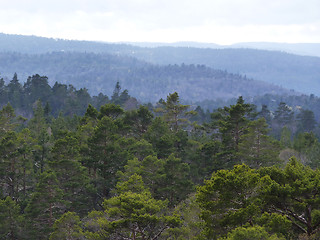 Image showing view over conifer forest